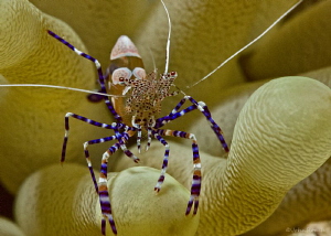 Spotted Cleaner Shrimp  Bonaire Dutch Caribbean by John Roach 